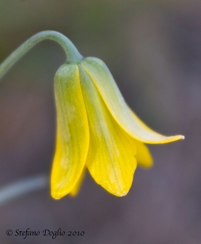 Fritillaria pelinaea